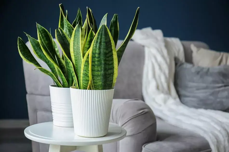 Calathea Plants for Feng Shui