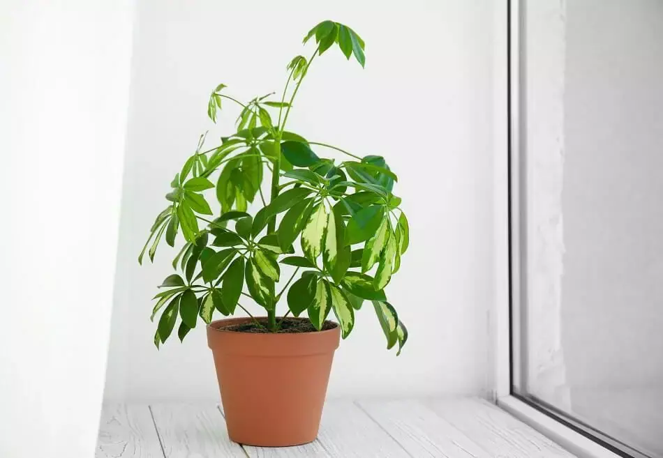 A collection of indoor money tree plants