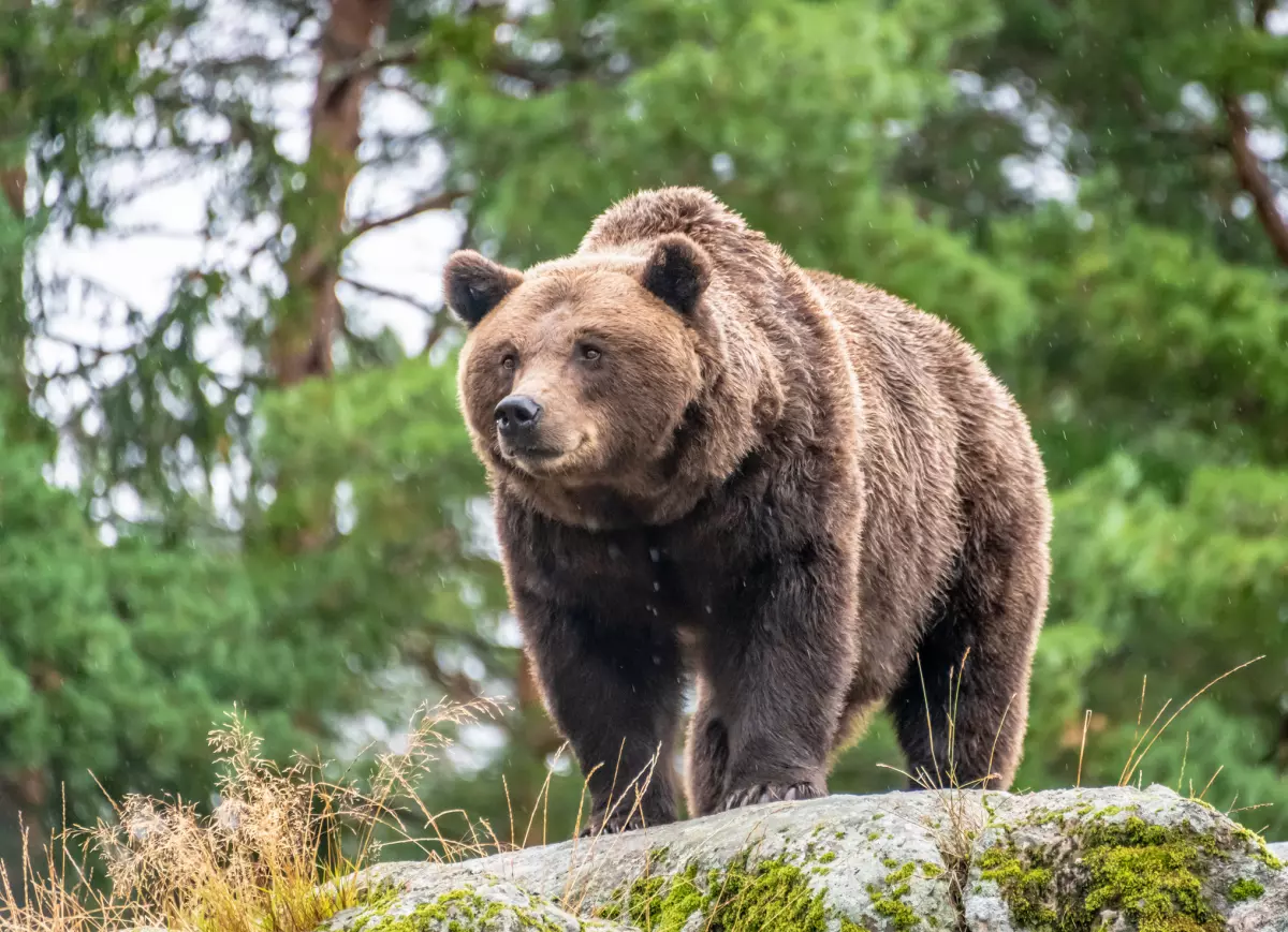 Brown bear