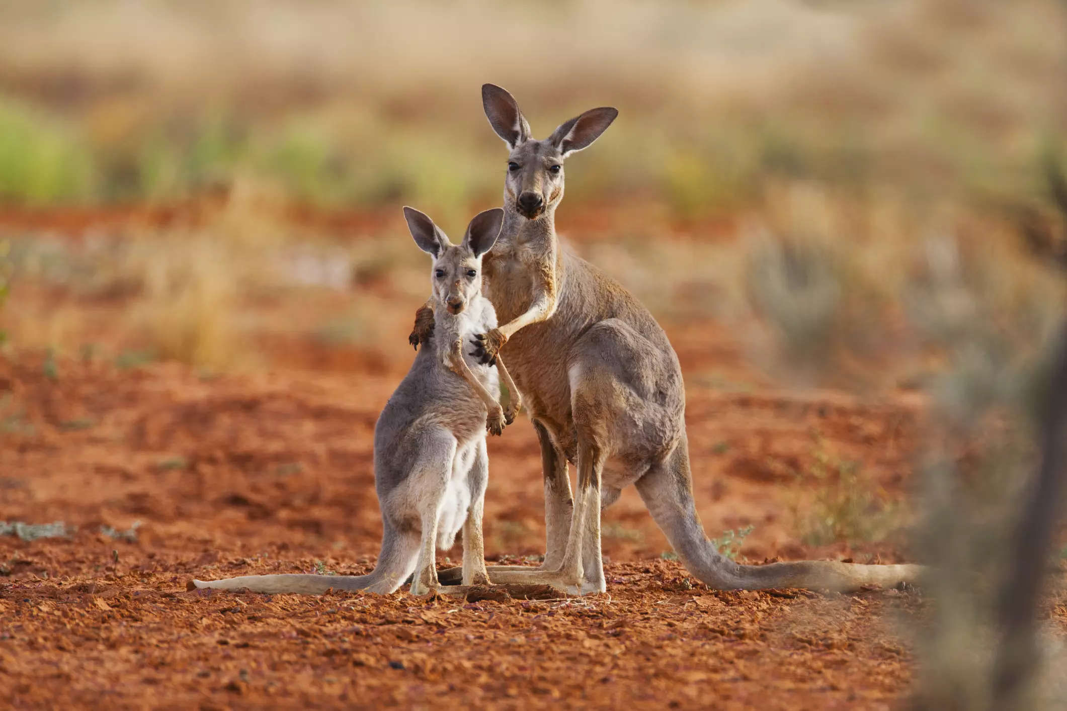 Kangaroo