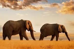 Pair of Elephants