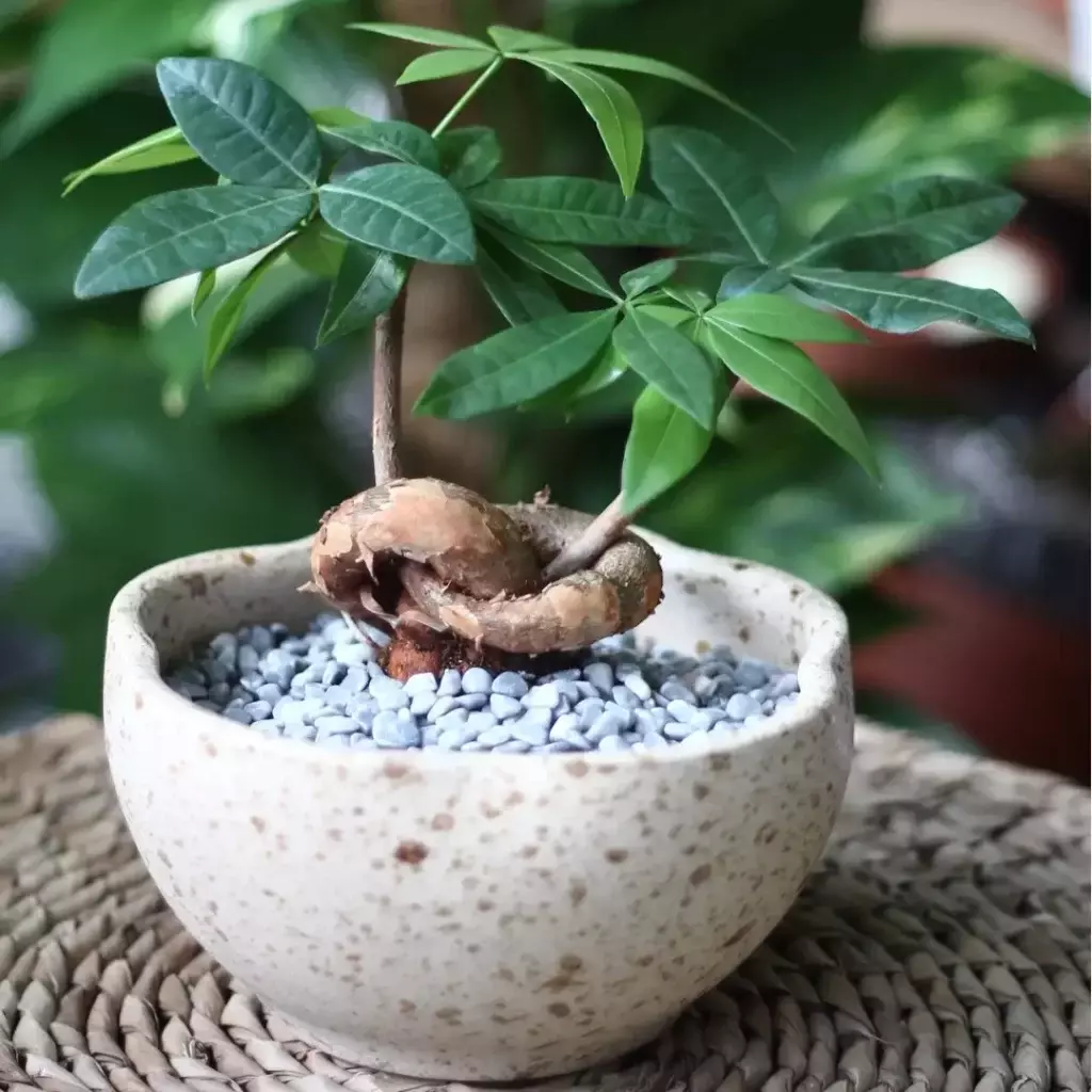 Pachira Aquatica (Money Tree) symbolizes growth, luck, and prosperity in feng shui