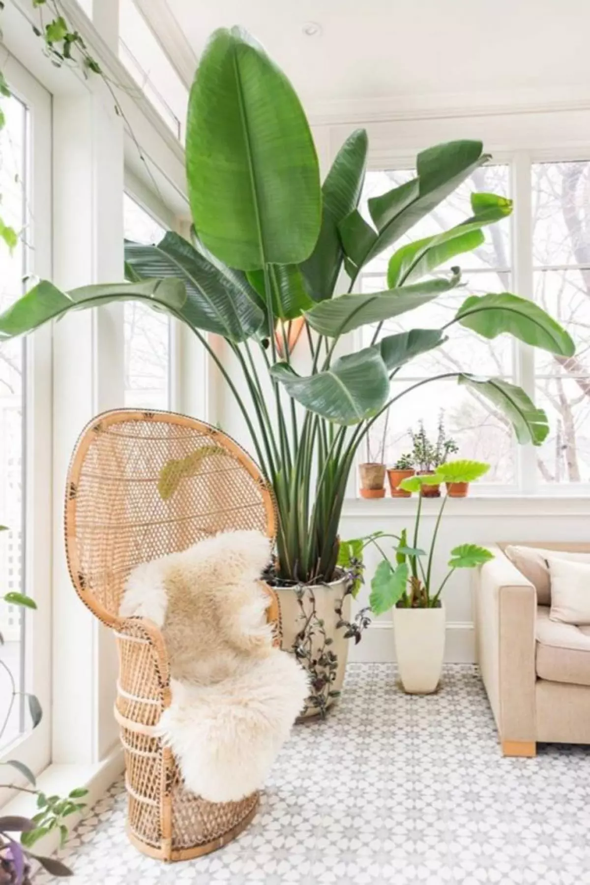 Large indoor plant living room