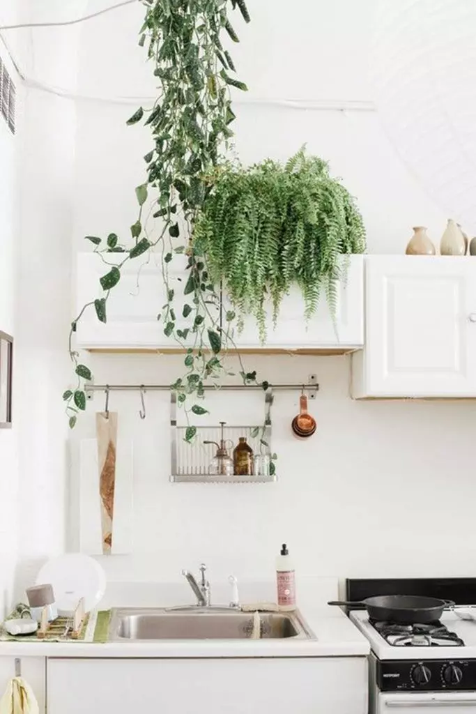 Hanging indoor plants