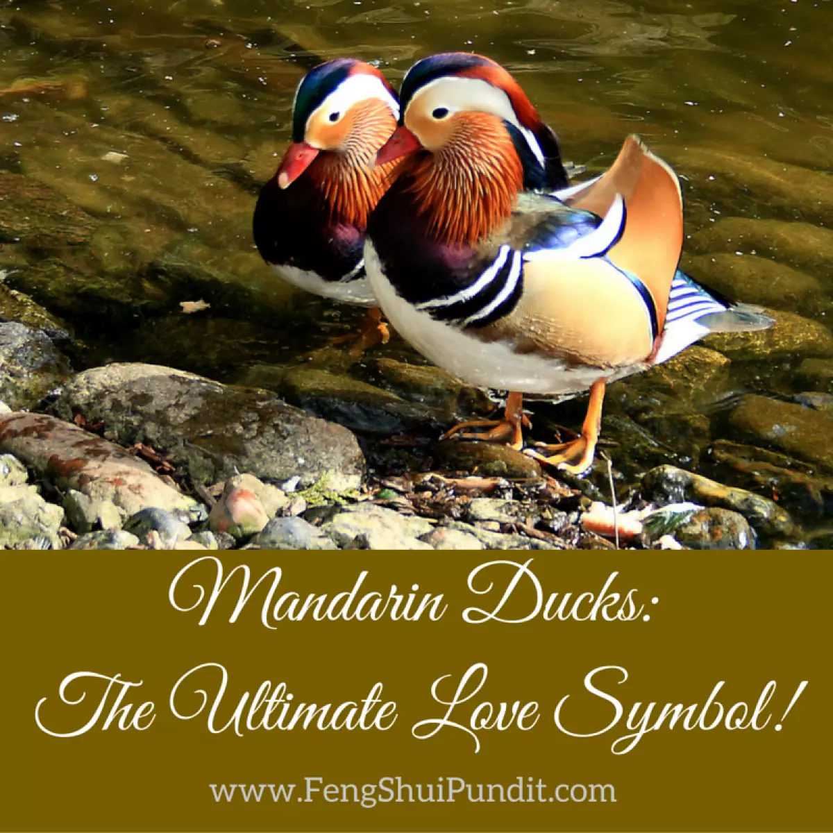 Mandarin Ducks Feng Shui