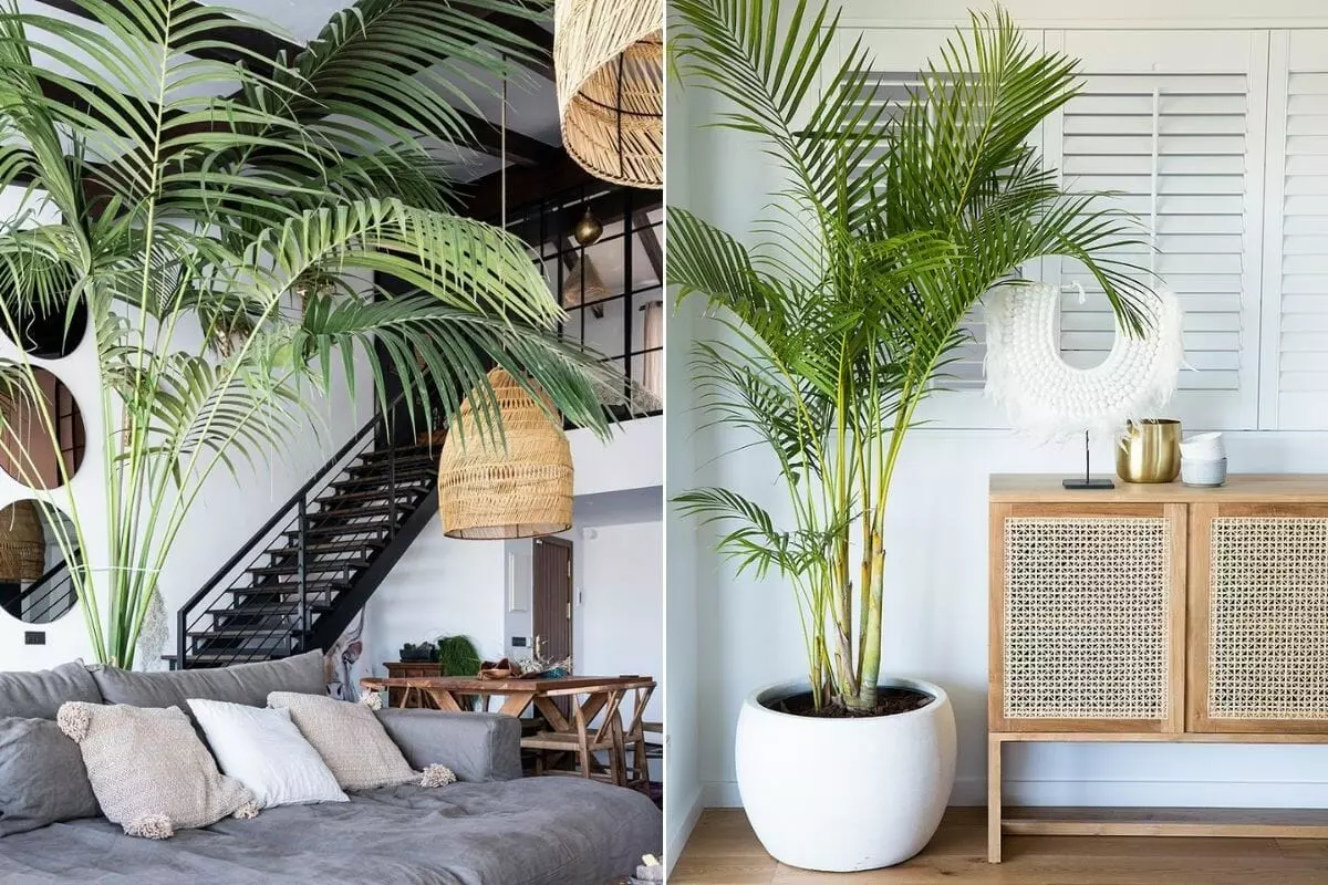 Living room design with palm plants