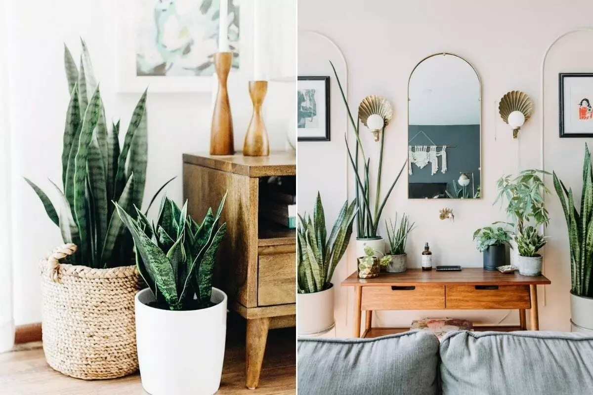 Interior plant design - snake plants