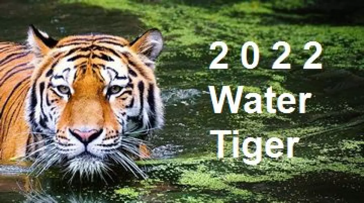 2022 Chinese Zodiac Tiger