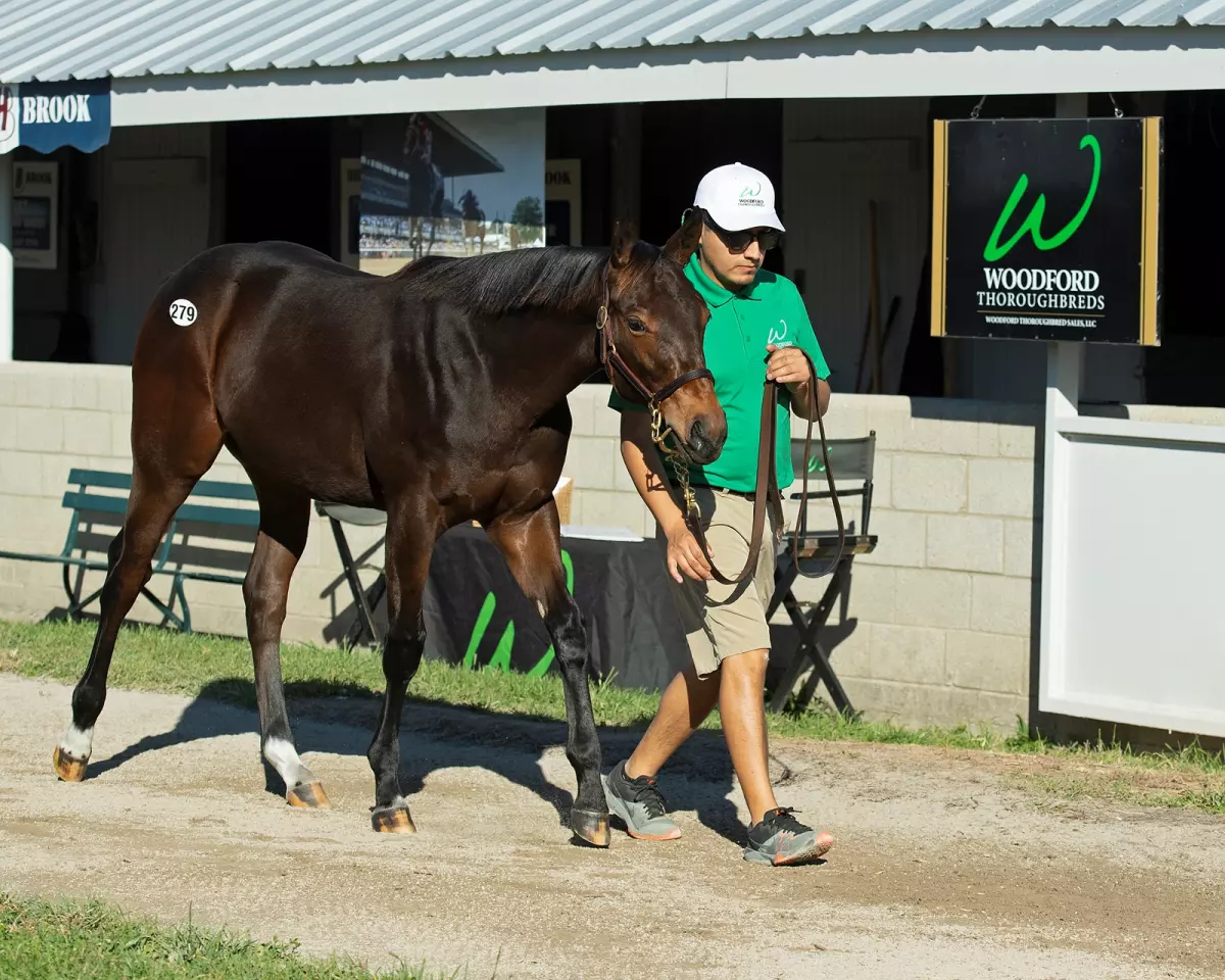 Hip 279 Happy Charger (filly by Super Saver from Happy Week) from Woodford Thoroughbreds<br> Sales horses at the Keeneland November Sale at Keeneland in Lexington, Ky. on November 9, 2020.