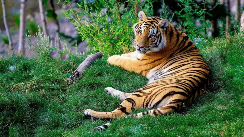 A tiger lying in a field of grass, turning its head and looking to camera