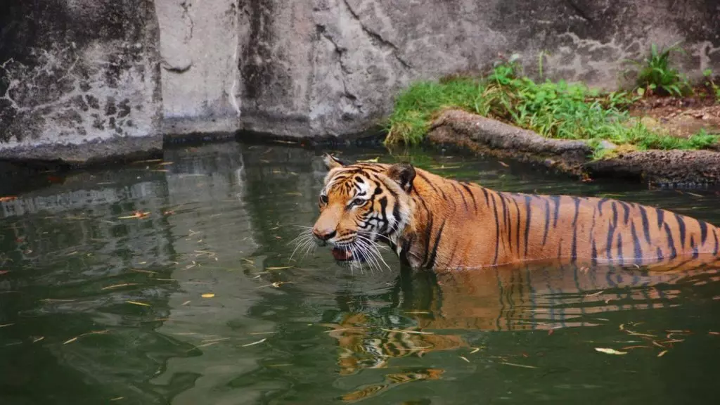 A tiger half-submerged in water