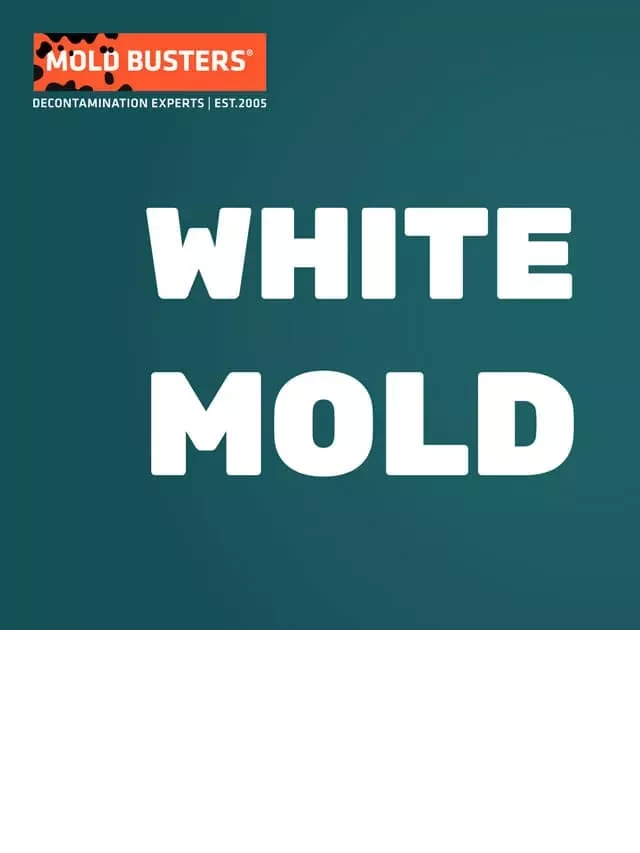   White Mold: What You Need to Know and How to Remove It