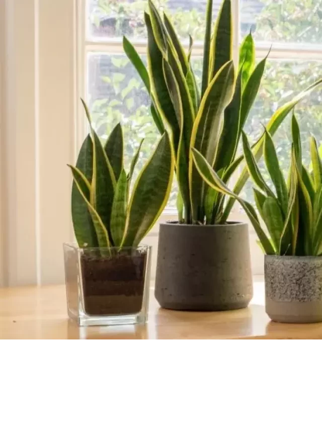   8 Feng Shui Bedroom Plants for Health, Wealth, and Luck